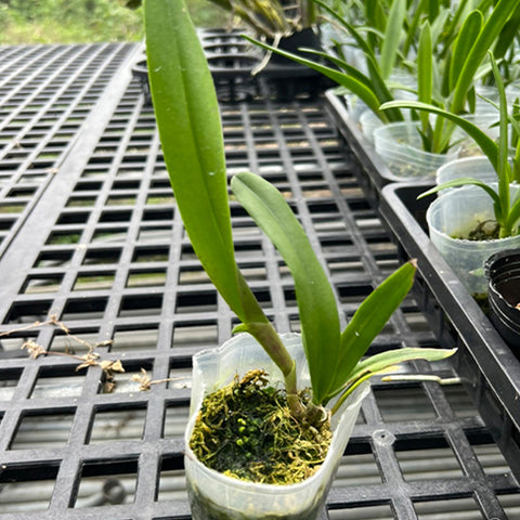 公元前。 Golden Glory 'Apollo' SM/TOGA 阿波羅