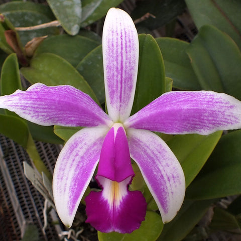 C. violacea 變種。 semi-alba flamea × sib 萱光嘉德紅插角兄交