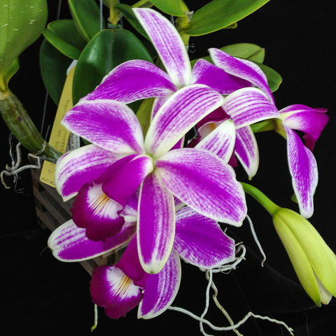 C. violacea 變種。 semi-alba flamea × sib 萱光嘉德紅插角兄交