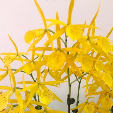 公元前。 Yellow Bird 'Tigertail' AM/AOS 卡特蘭黃鳥 '虎尾'