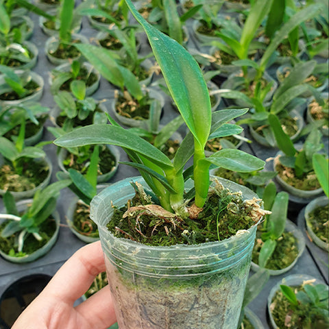 C.(L.) purpurata 變種。 striata × sib 巴布拉塔紅線兄弟交通