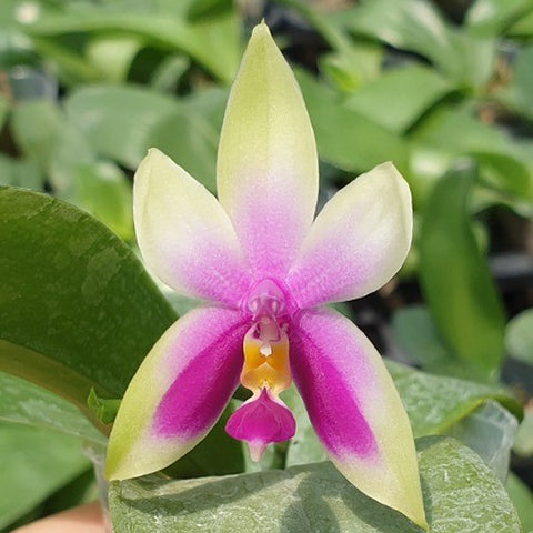 Phal. bellina 'Fire' × sib 美麗娜 '火字形' 兄弟交