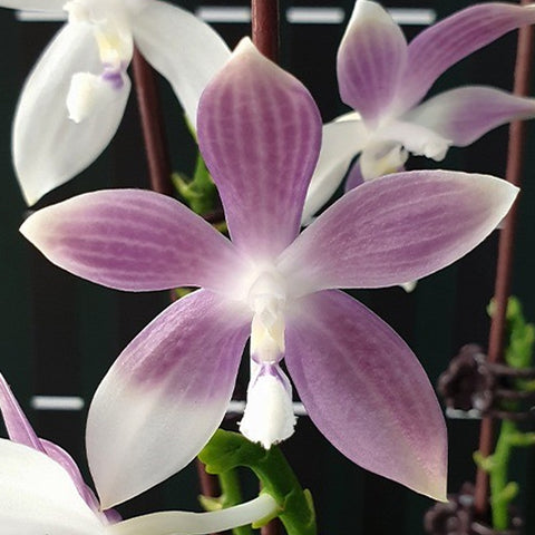 法爾。 tetraspis 'Blue' 藍色鐵爪