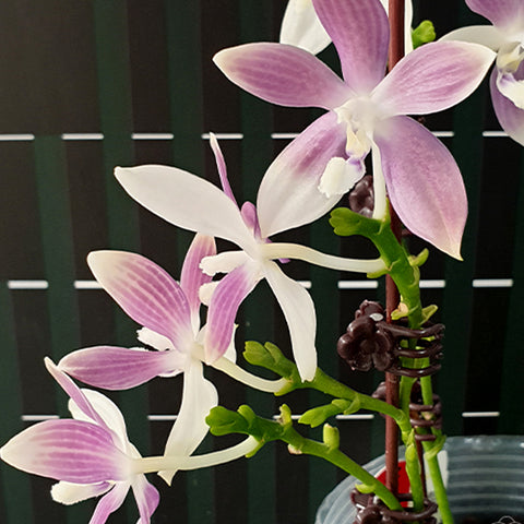 法爾。 tetraspis 'Blue' 藍色鐵爪