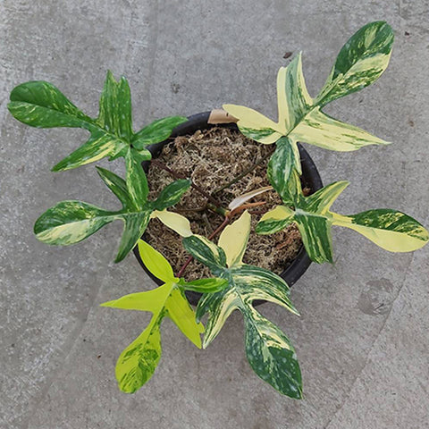 Philodendron Florida Ghost 幽靈紫綠絨