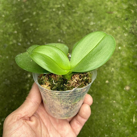 法爾。 Yellow Shine Girl 閃燃