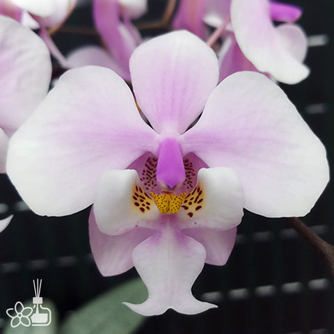 法爾。 schilleriana "MSH" 欣蕾莉 “MSH”