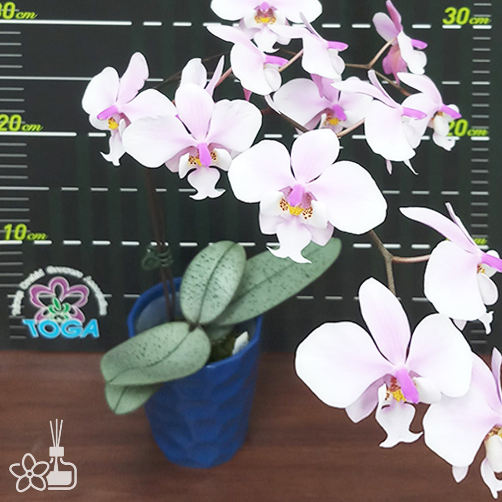花なし株 【Rest.jp】Phal.schilleriana 板付株C【洋蘭 原種 胡蝶蘭
