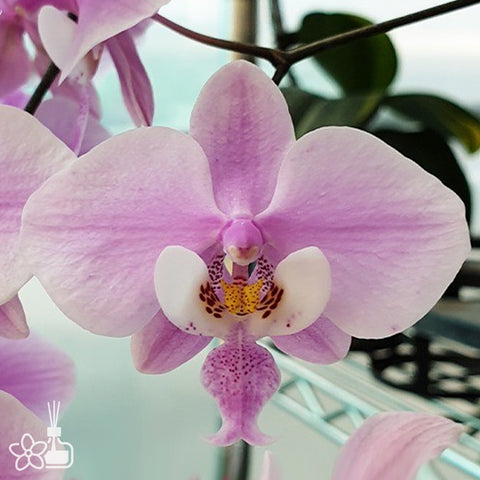 Phal. schilleriana 'TKB' 西雷利 'TKB'