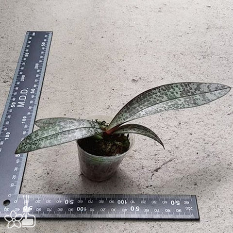 Phal. schilleriana 'TKB' 西雷利 'TKB'