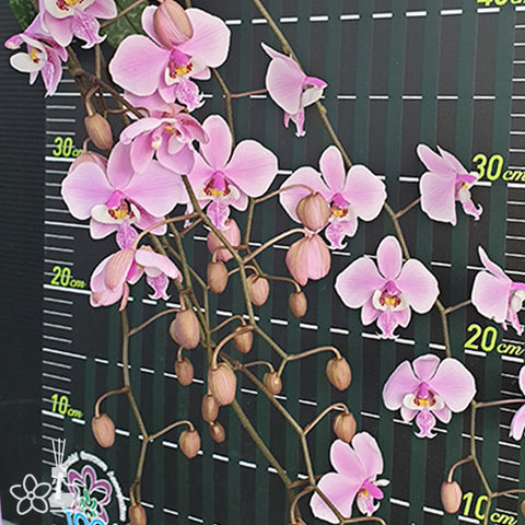 Phal. schilleriana 'TKB' 西雷利 'TKB'