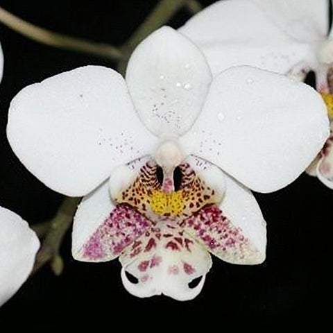 Phal. stuartiana 'tipo' × sib 史塔基 'tipo' 兄弟交