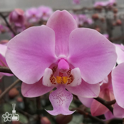 法爾。 schilleriana "MSH" 欣蕾莉 “MSH”