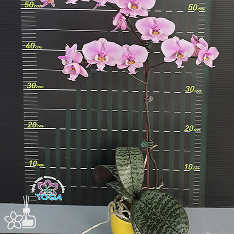 法爾。 schilleriana "MSH" 欣蕾莉 “MSH”