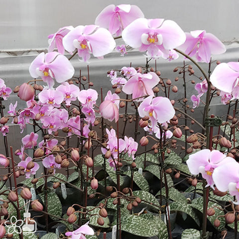 法爾。 schilleriana "MSH" 欣蕾莉 “MSH”