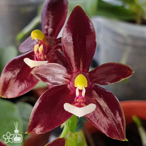 Phal. cornu-cervi var. chattaladae (4N) × sib 鹿角蝴蝶4N超大紅個體兄弟交