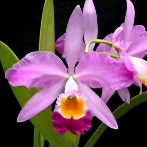 C. eldorado 'M. Ito' BM/JOS 卡特蘭多拉多 'M.伊藤