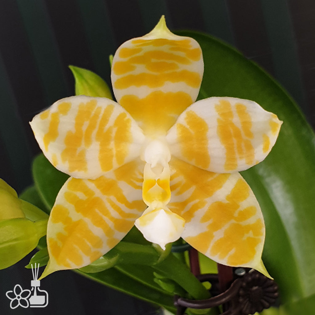 Bare root]Phal. KS Super Zebra 'Golden Zebra' 黃金斑馬[Dec