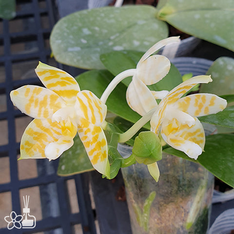 法爾。 hieroglyphica × sib 象形文字蝴蝶蘭兄弟交通