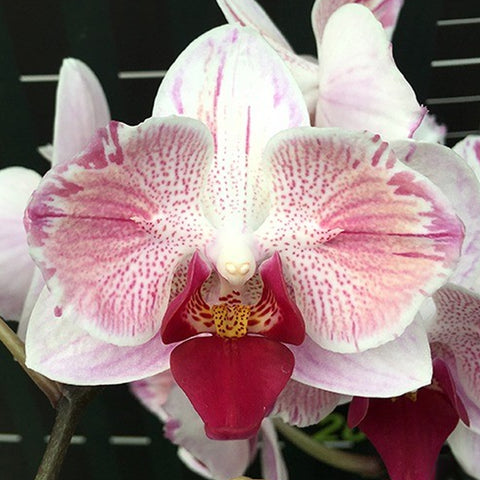 Phal. Little Gem Stripes (peloric - 2 eyes) 第一名 (兩眼)
