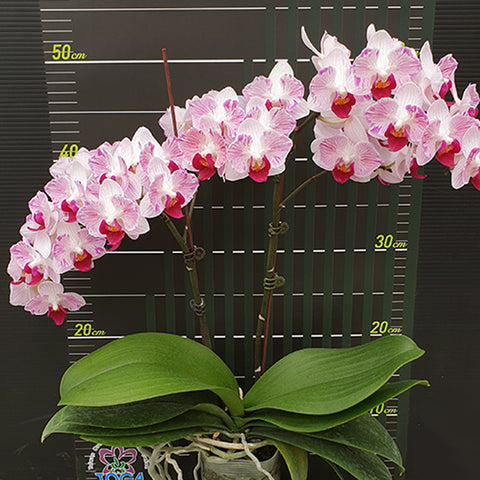 Phal. Little Gem Stripes (peloric - 2 eyes) 第一名 (兩眼)