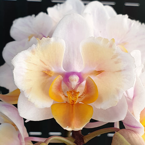 Phal. Miki Good Idea (peloric - 2 eyes) 好點子 (兩眼)