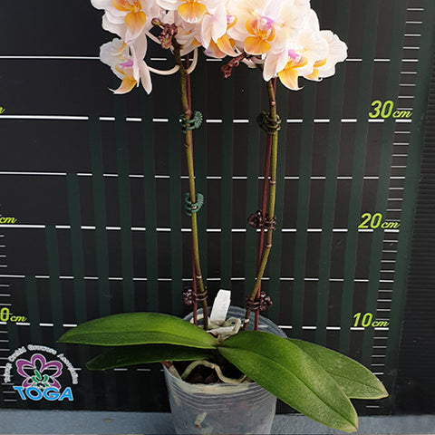 Phal. Miki Good Idea (peloric - 2 eyes) 好點子 (兩眼)