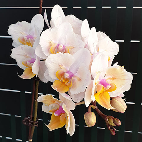 Phal. Miki Good Idea (peloric - 2 eyes) 好點子 (兩眼)