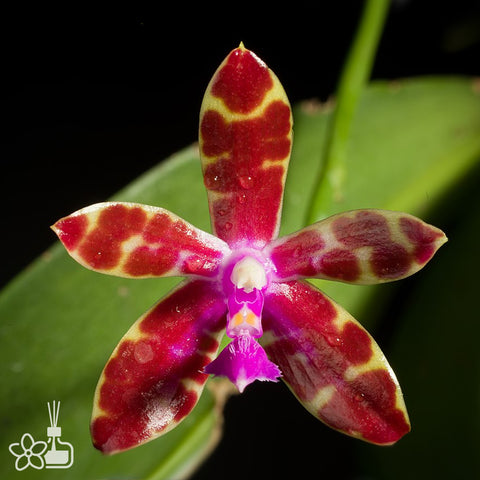Phal. bastianii × sib 巴斯汀尼兄弟交