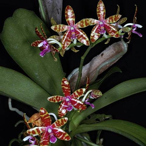 Phal. bastianii × sib 巴斯汀尼兄弟交