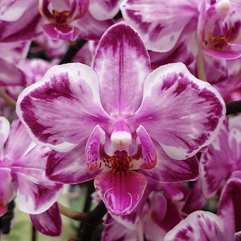 法爾。 hieroglyphica × sib 象形文字蝴蝶蘭兄弟交通