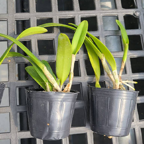 C. eldorado 'M. Ito' BM/JOS 卡特蘭多拉多 'M.伊藤