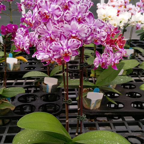 法爾。 hieroglyphica × sib 象形文字蝴蝶蘭兄弟交通