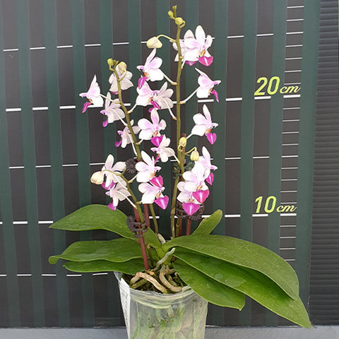 Phal. Anna-Larati Soekardi 安娜