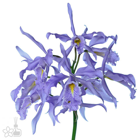 Cattleya maxima coerulea 'Gigi' x 'Angelo' 馬克西馬" 'Gigi' x 'Angelo'