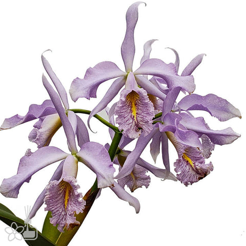 Cattleya maxima coerulea 'Gigi' x self 馬克西馬 'Gigi'