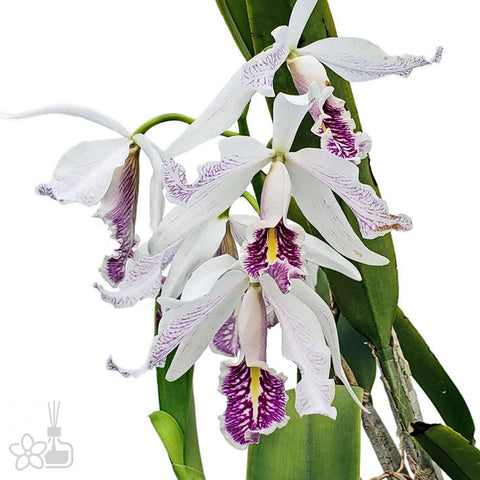 帕夫。 leucochilum × sib 尼克兄弟交