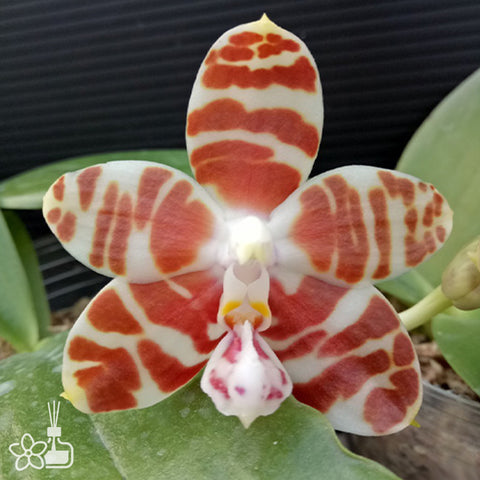 P. Mituo Reflex Dragon 'Blue -2' AM/AOS彌陀反射龍