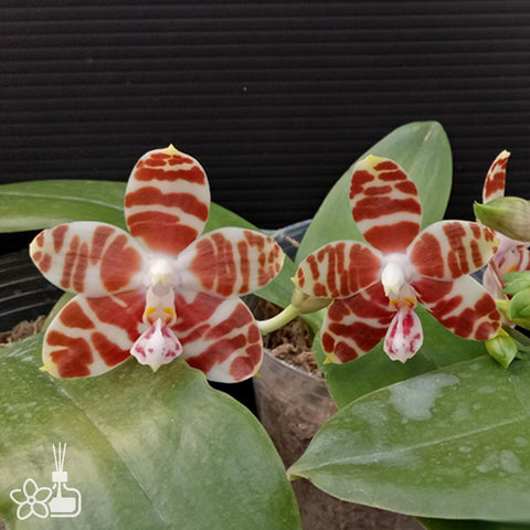 P. Mituo Reflex Dragon 'Blue -2' AM/AOS彌陀反射龍