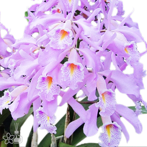 帕夫。 leucochilum × sib 尼克兄弟交