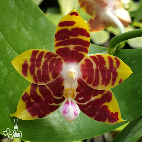 Phal. Brother Ambo Passion 'Hsia#49' 安汶的熱情