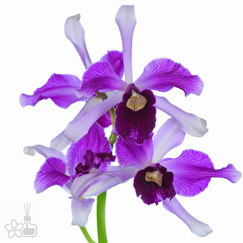 帕夫。 leucochilum × sib 尼克兄弟交