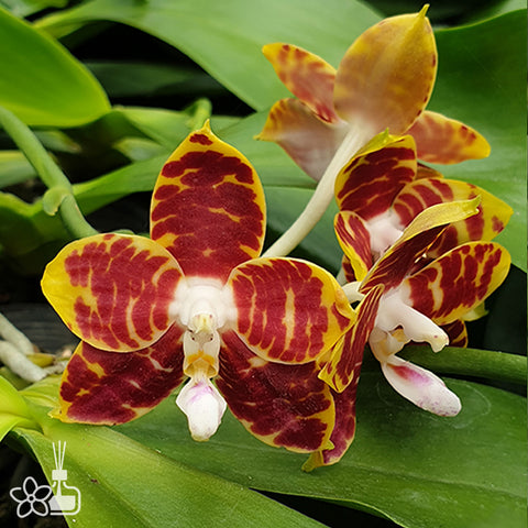 Phal. Brother Ambo Passion 'Hsia#49' 安汶的熱情