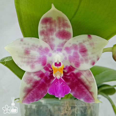 Phal. Lyndon Mix Zebra '823' 林登斑馬 '823'