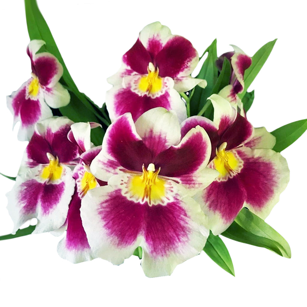 Miltoniopsis Twin Peaks h00033 堇花蘭雙峰– Orchidmart