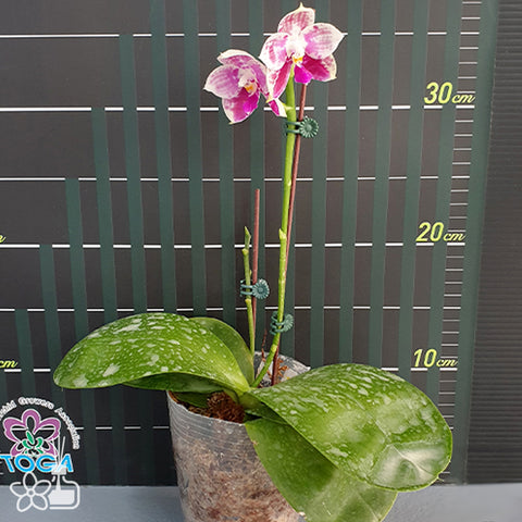 Phal. Lyndon Mix Zebra '823' 林登斑馬 '823'