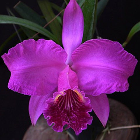 C. lueddemanniana 變種。 rubra × sib 路德嘉德紅變種兄弟交通