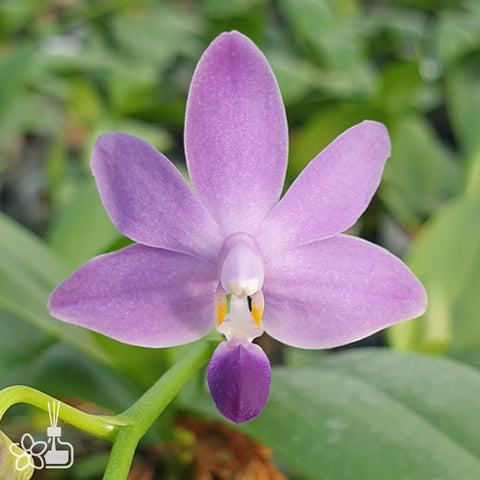 Phal. Purple Martin var. blue 馬汀