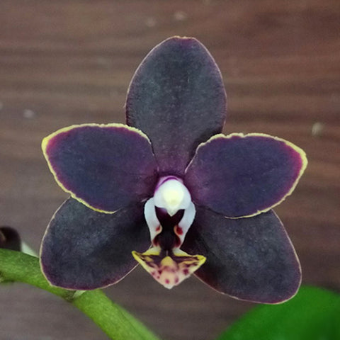 Phal. Chiada Stacy '607' 夜貓 '607'