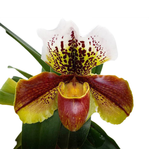 帕夫。 leucochilum × sib 尼克兄弟交